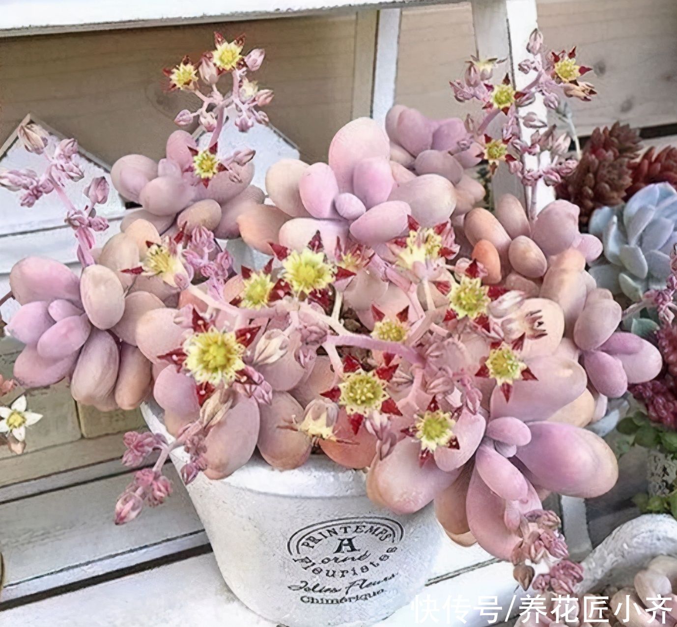 6种多肉看到它们开花，别着急剪掉，因为太难得，很少有人能见到