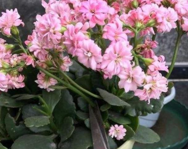 发育不良|修剪完长寿花该怎么善后做好这4项工作，一茬接一茬开花