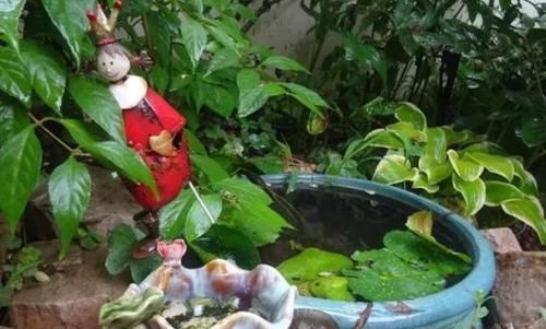 根系|养花种草:规避掉2个坏习惯,植株不再枯黄腐烂、出新问题