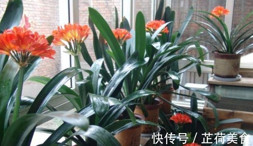 君子兰是个“酒鬼”,一次喝1杯,养成“大白菜”,开花不断!