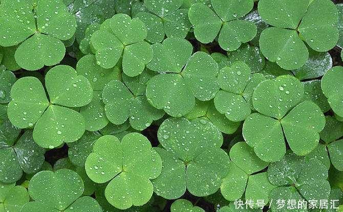 酢浆草之前是野花,现在摇身一变招人喜欢,叶片是心形开花超多