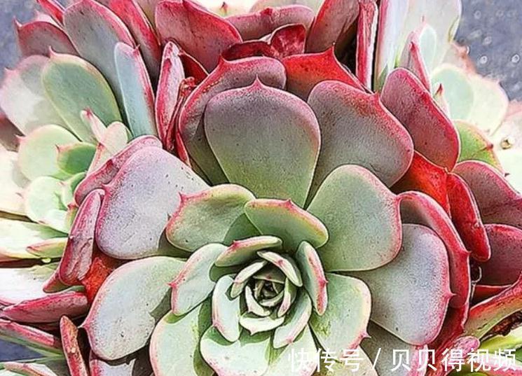 好养的多肉劳伦斯