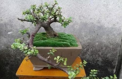 金枝玉叶的造型如何修剪的？