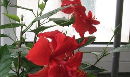 长春花|别再养那些“烂大街”的盆栽啦!选3种“花”,好养易开花!