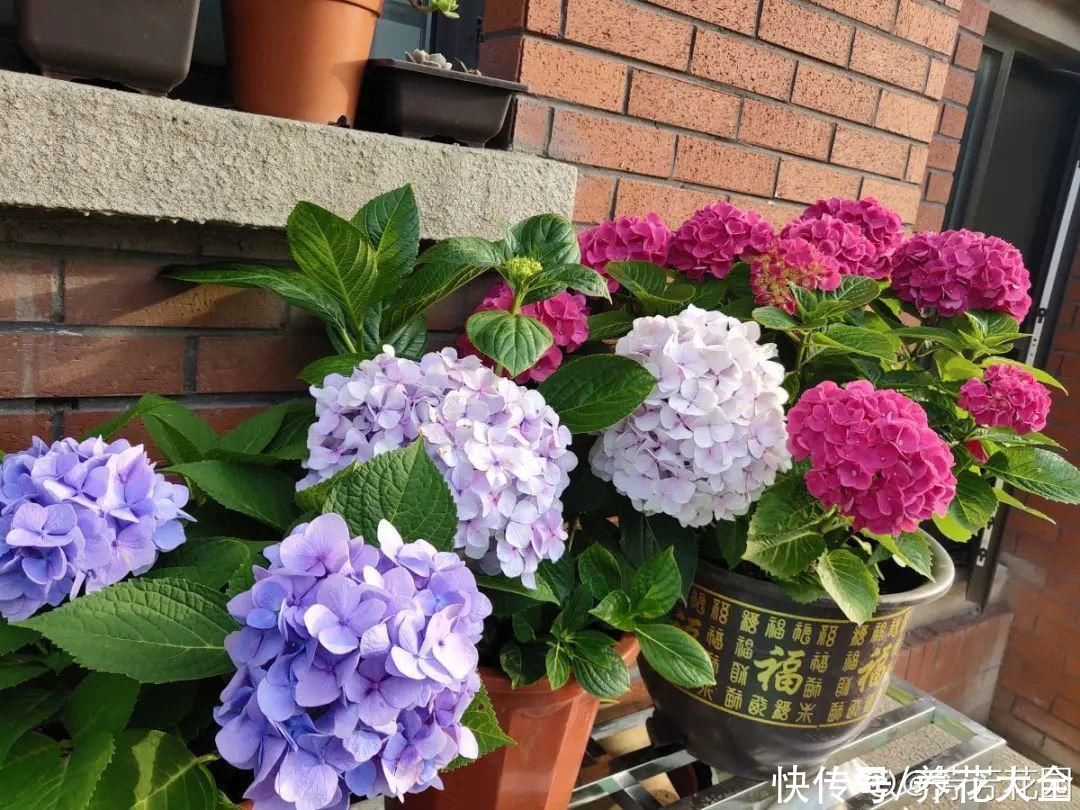 修剪|8月后，6种花别修剪，小心以后不开花