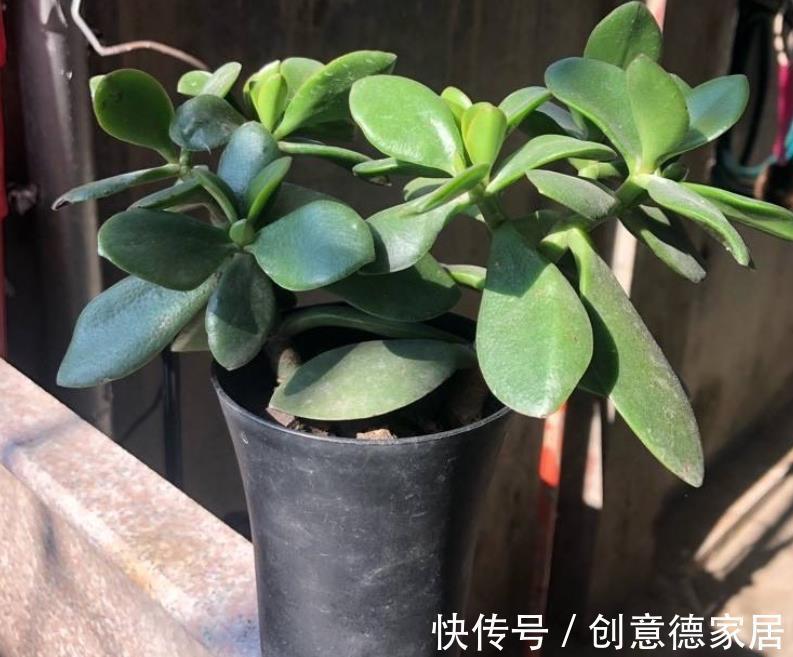 叶片|玉树枝叶疯长,杂乱没精神该怎么办?从这4方面入手改造就够了