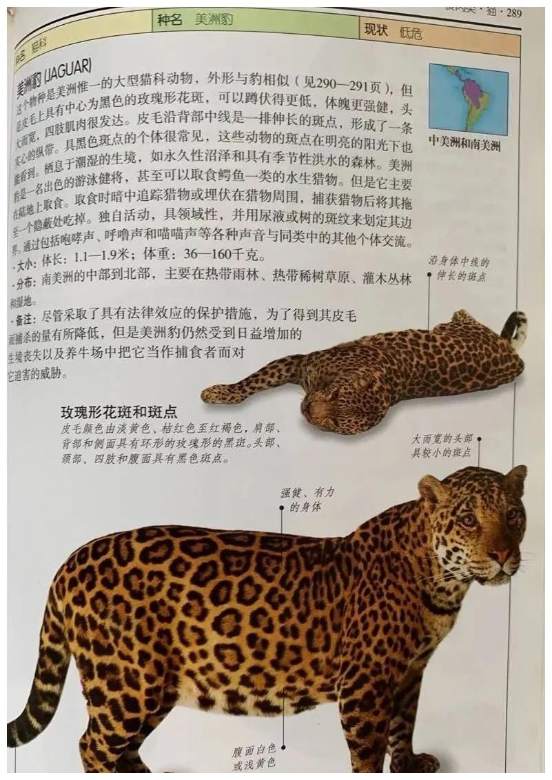 金钱豹|出逃的“金钱豹”英文怎么说？Leopard、Puma傻傻分不清楚？