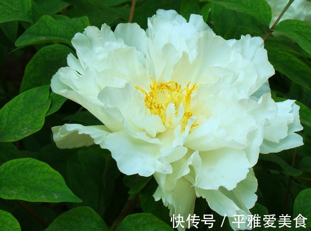 此花被誉为“花中之王”,雍容华贵仪态万千,象征着爱情的付出