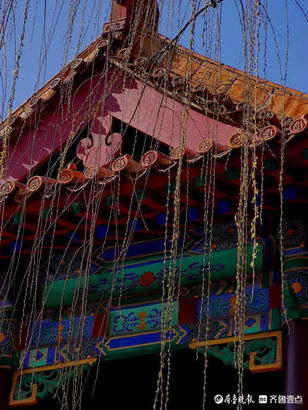 老年|就地过年春在身边｜牛年佳节春来早，济南趵突泉垂柳发新芽