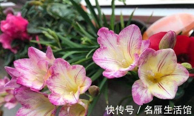 厨房2种废渣是天然花卉增长素，1把扔盆里，养啥都旺