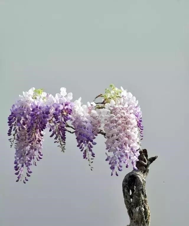 世界上又一奢侈品《盆栽》一盆就是一座房子！