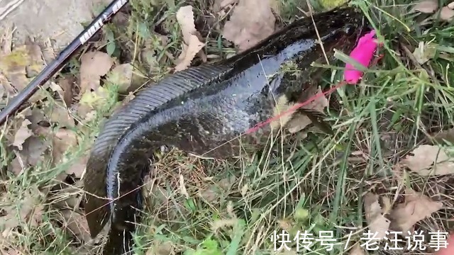 钓友钓上来一条大黑鱼,没敢带回家,看了看赶紧放了,什么情况
