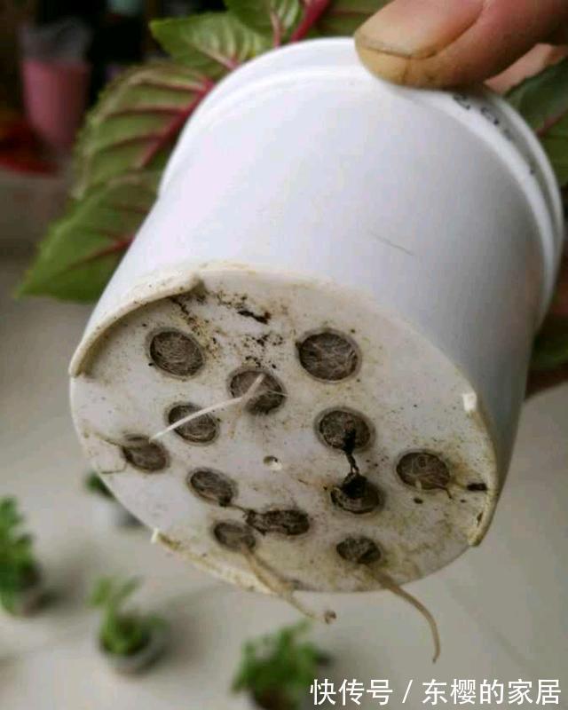 种花|三伏天,这三种花要备份,好处多多,年年有花看