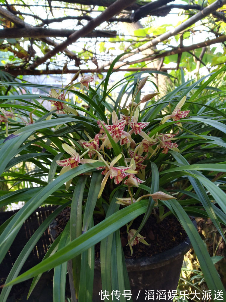 安妮公主|喜欢玫瑰，不妨试试“珍品玫瑰”安妮公主，丰腴婀娜，芳姿耀眼