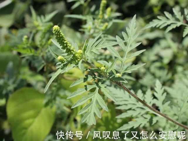 农作物|酷似艾草，却被列入“黑名单”，一次产种10万粒，见到请立即除掉