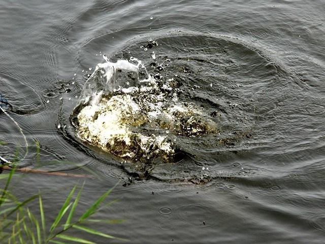 鱼漂|钓到大鱼不要慌，这些溜鱼技巧来助你，让大鱼乖乖上岸