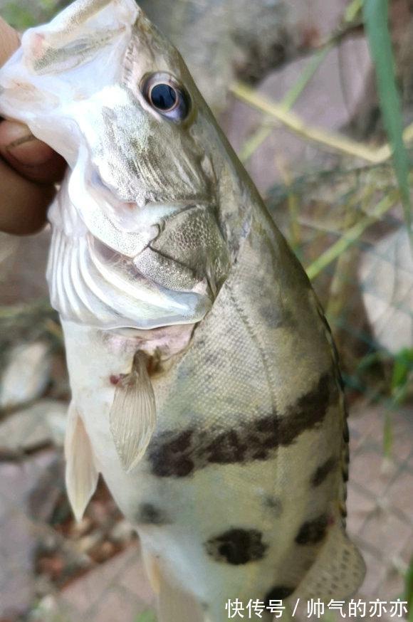 安徽钓友晒出“鳜鱼王”,网友指定是买的!野生的不可能这么大