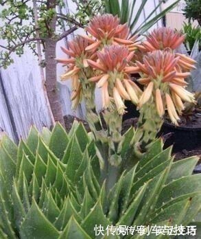 6种花,随便养一盆,空气清新“病菌”少!我就养6盆,对家人好!