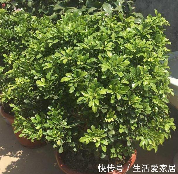 天热怕花草黄叶枯死夏养米兰、月季、茉莉,花开让你大饱眼福