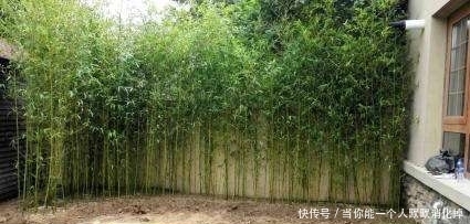 庭院缘何有“门前不栽竹，屋后不栽树”的说法，原因都在这里