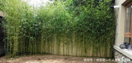 庭院缘何有“门前不栽竹,屋后不栽树”的说法,原因都在这里