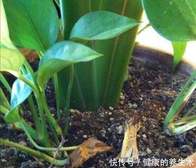 夏天养花,花盆里小虫子多,6种除虫“小技巧”,一学就会!