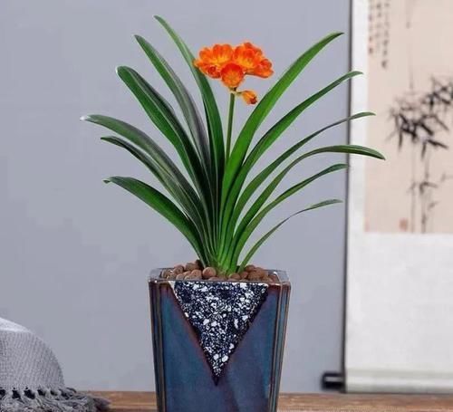 酒瓶兰|适合男人养的四种花,大气又稳重,旺财又旺运,早看早知道!