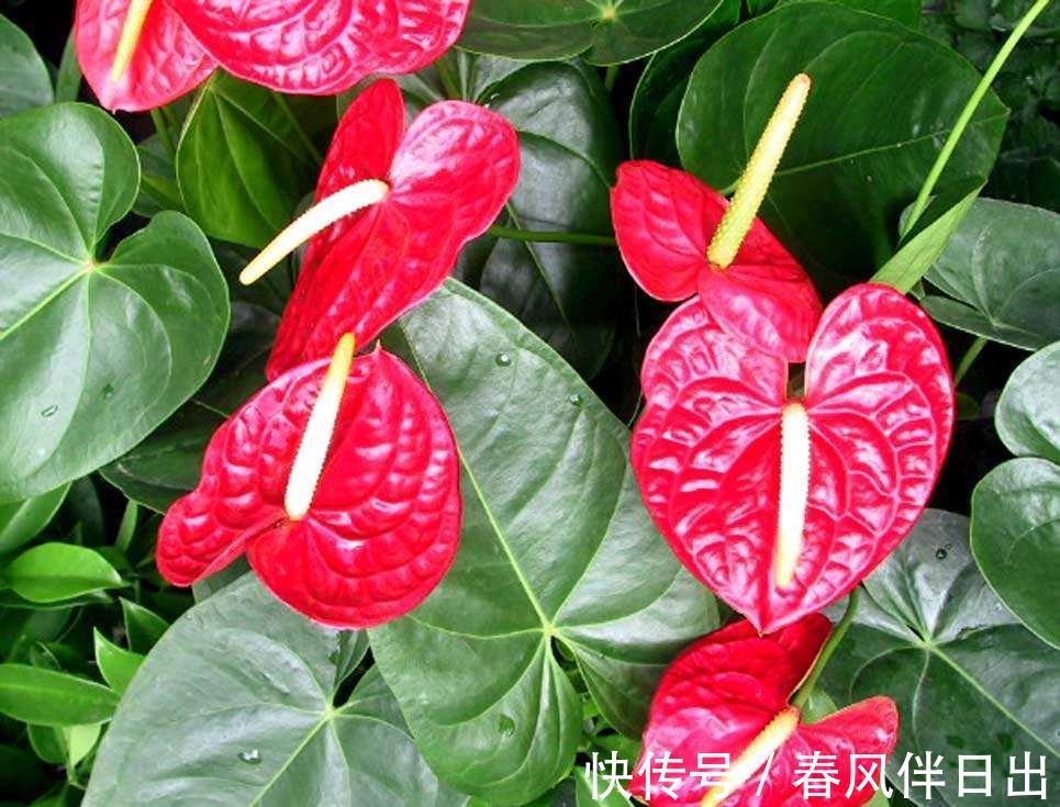 养花试试这几款，花朵精致，花量非常大的开花灌木