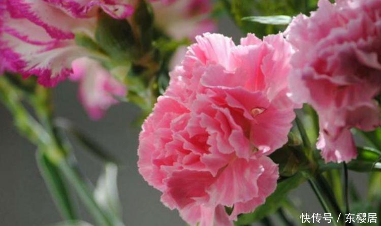 养花就养个花期长的,花大色艳,妖艳妖娆,层层交叠