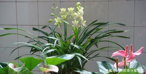  吊兰|春天养花，切忌2种水浇花，不然绿萝、吊兰都黄叶，别忽视