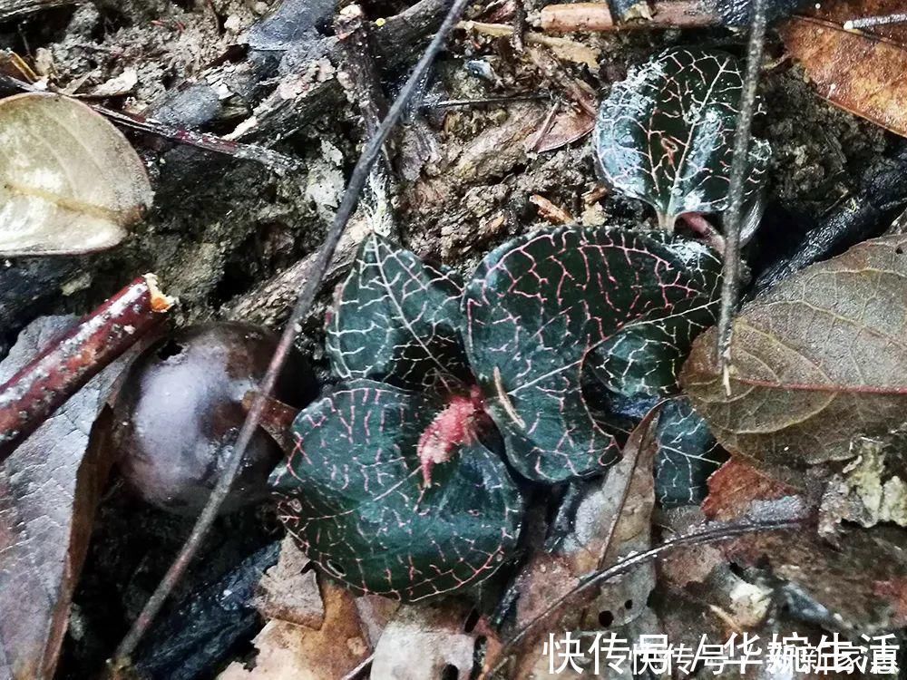 金线莲|此草一斤上千元，在民间被誉为“草中黄金”，真有那么神奇吗？