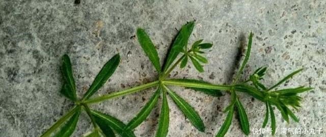 珍贵|农村这种野草,到处可见,殊不知是治癌良药,价值珍贵,请您识别