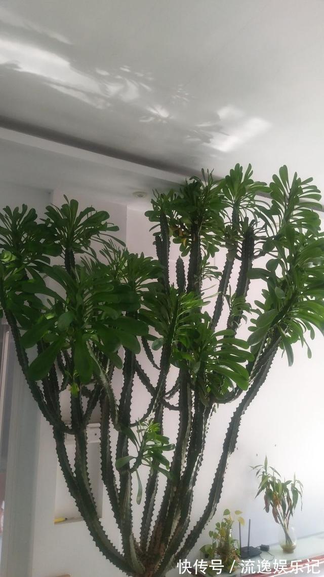 金枝玉叶|7种“富贵花”能活一百年,越养越值钱,家里的“摇钱树”