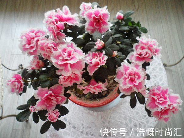 凤羽|喜欢菊花，不如养盆“稀有名品”凤羽明霞，造化神秀，美极了！