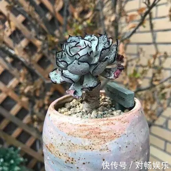 世界上最贵的花，一盆就是一座房子！看过的贵气满满