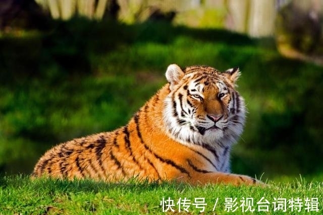 好事|这四个生肖从7月开始到年底,马上就有好事发生了