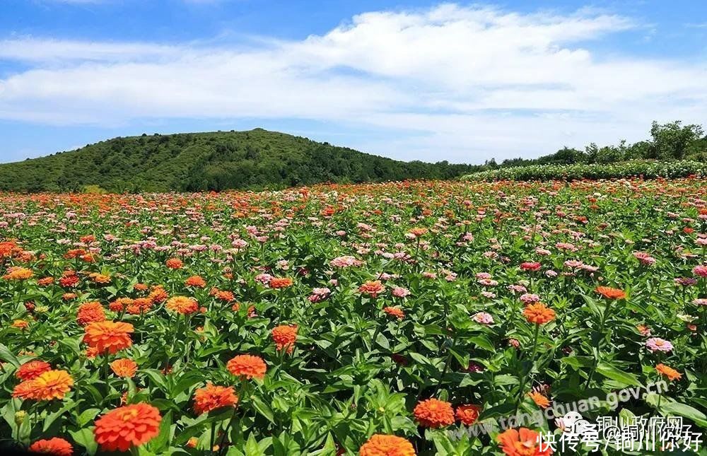 百日菊|八月宜君，百日菊开满了山岗