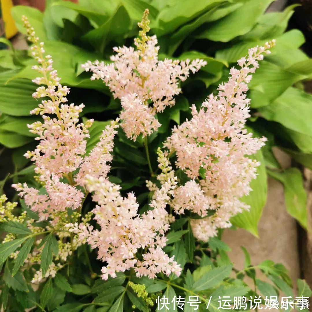 三角梅|30种夏天花,热不死、晒不死,大半年都开花,还没病虫害