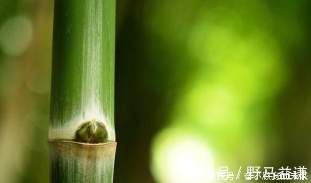 原来这6种竹子也可以把玩,盘后效果也是非常喜人的