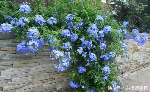 4种花华丽又高贵,看一眼就忘不了,一年四季开花不断,挤满阳台