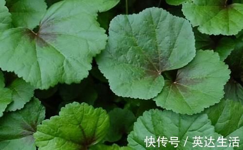 长势|曾是“百菜之王”，腊月烧粥很美味，今却成野菜，农民拿来喂猪