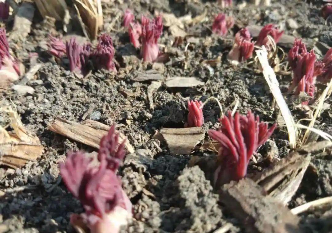 这盆吊兰养2年，年年开满小金鱼，大吉大利好喜气