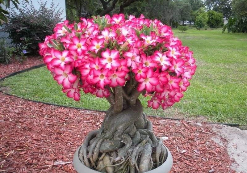 家里养4种盆景多肉,古朴厚重很有文化底蕴,关键是好养又好看