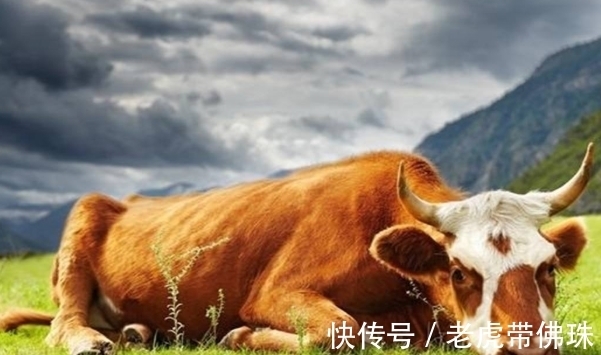 生肖牛|10个牛有9个富？尤其是以下4月出生的“大金牛”，天生福气深厚