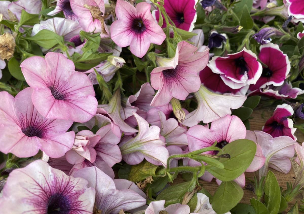 球菊球菊|花朵中的“爆花机器”,初秋正是生长旺季,越“掐”花越多