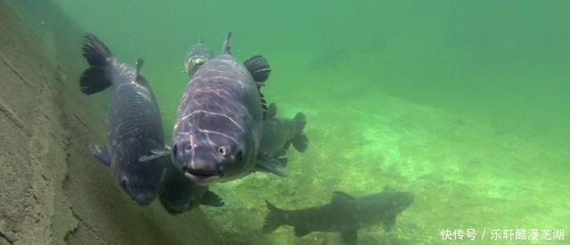 陡坡|夏季大鱼出没的4个位置，找好钓位，钓大物更简单