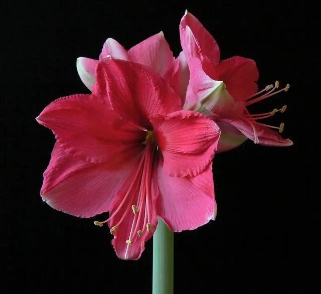 朱顶红美起来，就没其他花什么事儿，27个品种一个赛一个的美