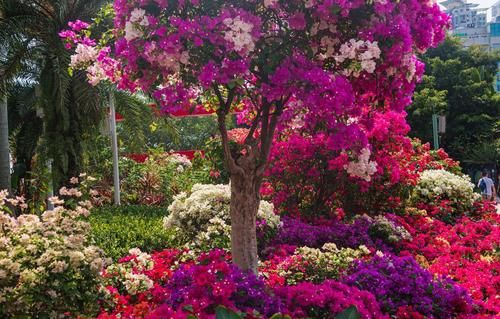 讨人喜爱的三角梅，越冬养护时需要多注意，环境温度不可小视