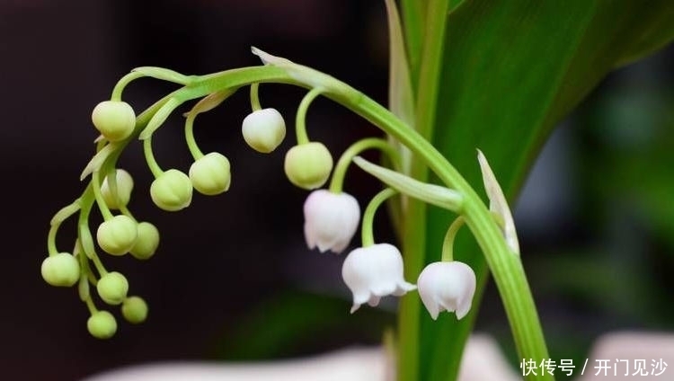 对待|3种花颜值超高,花色艳丽,全年开花,对待新手很友好