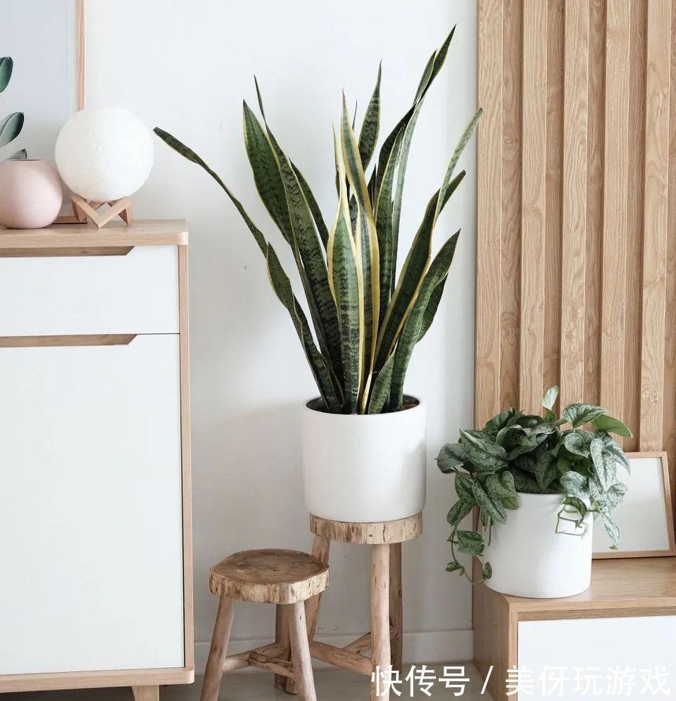 人养花，花亦养人！这八种“能养人”的健康花，建议至少养一种